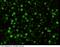 Basigin (Ok Blood Group) antibody, 50332-R041, Sino Biological, Immunocytochemistry image 