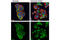 Nuclear Factor Of Activated T Cells 2 antibody, 5861S, Cell Signaling Technology, Immunofluorescence image 