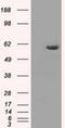 Protein Phosphatase 5 Catalytic Subunit antibody, NBP1-47927, Novus Biologicals, Western Blot image 