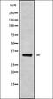 Serine Protease 22 antibody, orb338083, Biorbyt, Western Blot image 