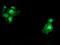 Spermidine/Spermine N1-Acetyltransferase Family Member 2 antibody, MA5-25941, Invitrogen Antibodies, Immunocytochemistry image 