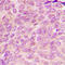 Mitochondrial Ribosomal Protein L54 antibody, abx121912, Abbexa, Western Blot image 