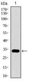 GATA Binding Protein 6 antibody, NBP2-37377, Novus Biologicals, Western Blot image 