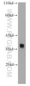 Replication Factor C Subunit 4 antibody, 10806-1-AP, Proteintech Group, Western Blot image 