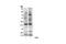 ATM Substrate motif [LQ] phosphate antibody, 2851L, Cell Signaling Technology, Western Blot image 