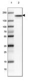 Protein LAP2 antibody, PA5-61782, Invitrogen Antibodies, Western Blot image 