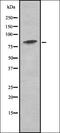 Nodal Growth Differentiation Factor antibody, orb336839, Biorbyt, Western Blot image 
