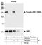 Structural Maintenance Of Chromosomes 1A antibody, A300-050A, Bethyl Labs, Immunoprecipitation image 