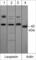 Leupaxin antibody, LP4531, ECM Biosciences, Western Blot image 