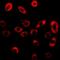 TSC22 Domain Family Member 3 antibody, orb382094, Biorbyt, Immunofluorescence image 