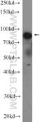 Lactoperoxidase antibody, 10376-1-AP, Proteintech Group, Western Blot image 