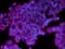 Cytokeratin Pan  antibody, MA1-10325, Invitrogen Antibodies, Immunofluorescence image 