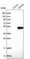 Sperm Associated Antigen 6 antibody, NBP1-80923, Novus Biologicals, Western Blot image 