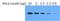 HSP90AA1 antibody, PA3-013, Invitrogen Antibodies, Western Blot image 