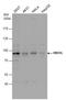 HBS1-like protein antibody, GTX115474, GeneTex, Western Blot image 