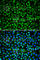TAP Binding Protein antibody, A1968, ABclonal Technology, Immunofluorescence image 