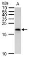 MAF BZIP Transcription Factor K antibody, PA5-78241, Invitrogen Antibodies, Western Blot image 