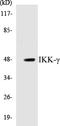 Inhibitor Of Nuclear Factor Kappa B Kinase Regulatory Subunit Gamma antibody, EKC1295, Boster Biological Technology, Western Blot image 