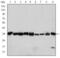 Cyclin Dependent Kinase 1 antibody, GTX60412, GeneTex, Western Blot image 