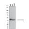 Galactosidase Alpha antibody, AF6146, R&D Systems, Western Blot image 