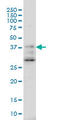 HSJ1 antibody, LS-C133259, Lifespan Biosciences, Western Blot image 