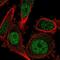 DUSP4 antibody, NBP2-56808, Novus Biologicals, Immunofluorescence image 