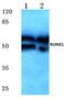 RUNX Family Transcription Factor 1 antibody, AP06369PU-N, Origene, Western Blot image 