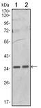 Protein Phosphatase 1 Catalytic Subunit Alpha antibody, AM06514SU-N, Origene, Western Blot image 