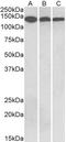 CNTN1 antibody, TA326307, Origene, Western Blot image 
