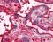 Transferrin antibody, 48-995, ProSci, Immunohistochemistry frozen image 