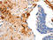 Cyclin-C antibody, orb518800, Biorbyt, Immunohistochemistry paraffin image 