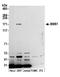 Ribosome biogenesis protein BMS1 homolog antibody, A305-110A, Bethyl Labs, Western Blot image 