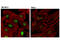 SRY-Box 17 antibody, 81778S, Cell Signaling Technology, Immunocytochemistry image 