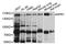 GC-A antibody, LS-B15586, Lifespan Biosciences, Western Blot image 