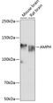 Amphiphysin antibody, GTX32438, GeneTex, Western Blot image 