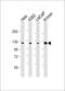 Lysine Demethylase 4C antibody, A04689, Boster Biological Technology, Western Blot image 