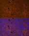 Patched 1 antibody, 13-291, ProSci, Immunofluorescence image 
