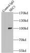Exocyst Complex Component 2 antibody, FNab07685, FineTest, Immunoprecipitation image 