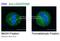 G Protein Signaling Modulator 2 antibody, ARP51303_P050, Aviva Systems Biology, Immunofluorescence image 