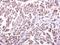 Killer Cell Lectin Like Receptor K1 antibody, TA308267, Origene, Immunohistochemistry paraffin image 
