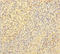 Von Willebrand Factor antibody, A55683-100, Epigentek, Immunohistochemistry paraffin image 