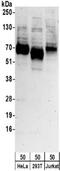 Neutral amino acid transporter B(0) antibody, NBP2-32239, Novus Biologicals, Western Blot image 