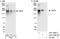 Microtubule Associated Protein 4 antibody, A301-488A, Bethyl Labs, Immunoprecipitation image 