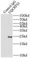 Cytochrome b-c1 complex subunit Rieske, mitochondrial antibody, FNab09282, FineTest, Immunoprecipitation image 
