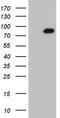 Histone Deacetylase 9 antibody, TA805394S, Origene, Western Blot image 