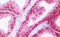 Retinoic Acid Receptor Gamma antibody, MBS248335, MyBioSource, Immunohistochemistry frozen image 