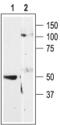Purinergic Receptor P2Y11 antibody, PA5-77673, Invitrogen Antibodies, Western Blot image 