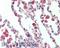 Protein kinase C delta-binding protein antibody, A05919-1, Boster Biological Technology, Immunohistochemistry frozen image 