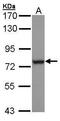Heat Shock Protein Family A (Hsp70) Member 6 antibody, TA308406, Origene, Western Blot image 