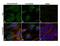 Glutaminase antibody, PA5-35365, Invitrogen Antibodies, Immunofluorescence image 